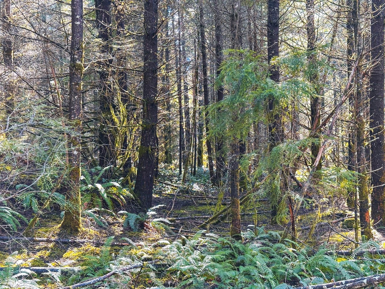 Marion Woods - Auction