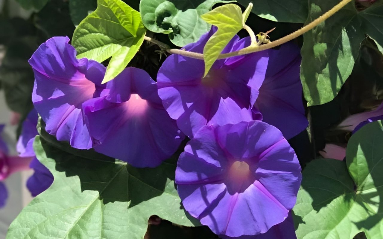 Purple trumpet-shaped flowers bloom among sunlit green leaves.