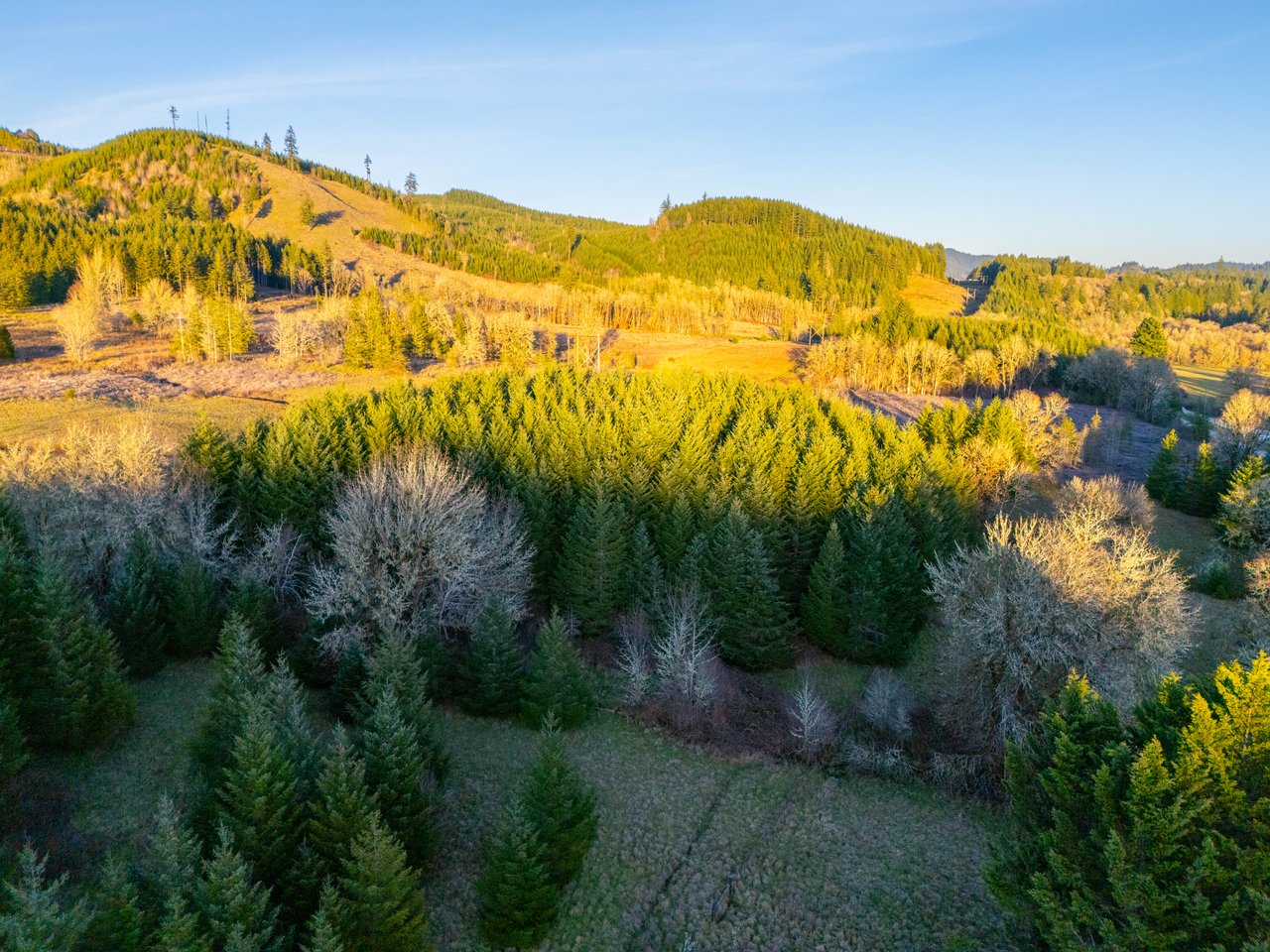 HARRIS FARM & FOREST