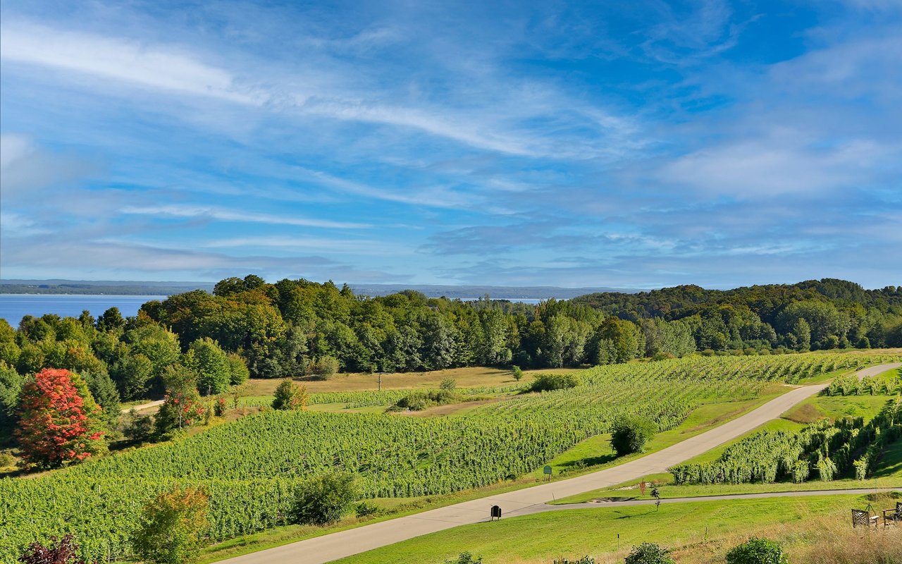 Vineyard rows and a winding road overlook wooded hills and a lake.