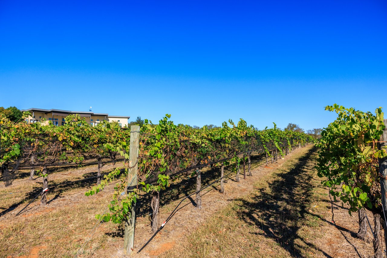 Round Mountain Vineyard