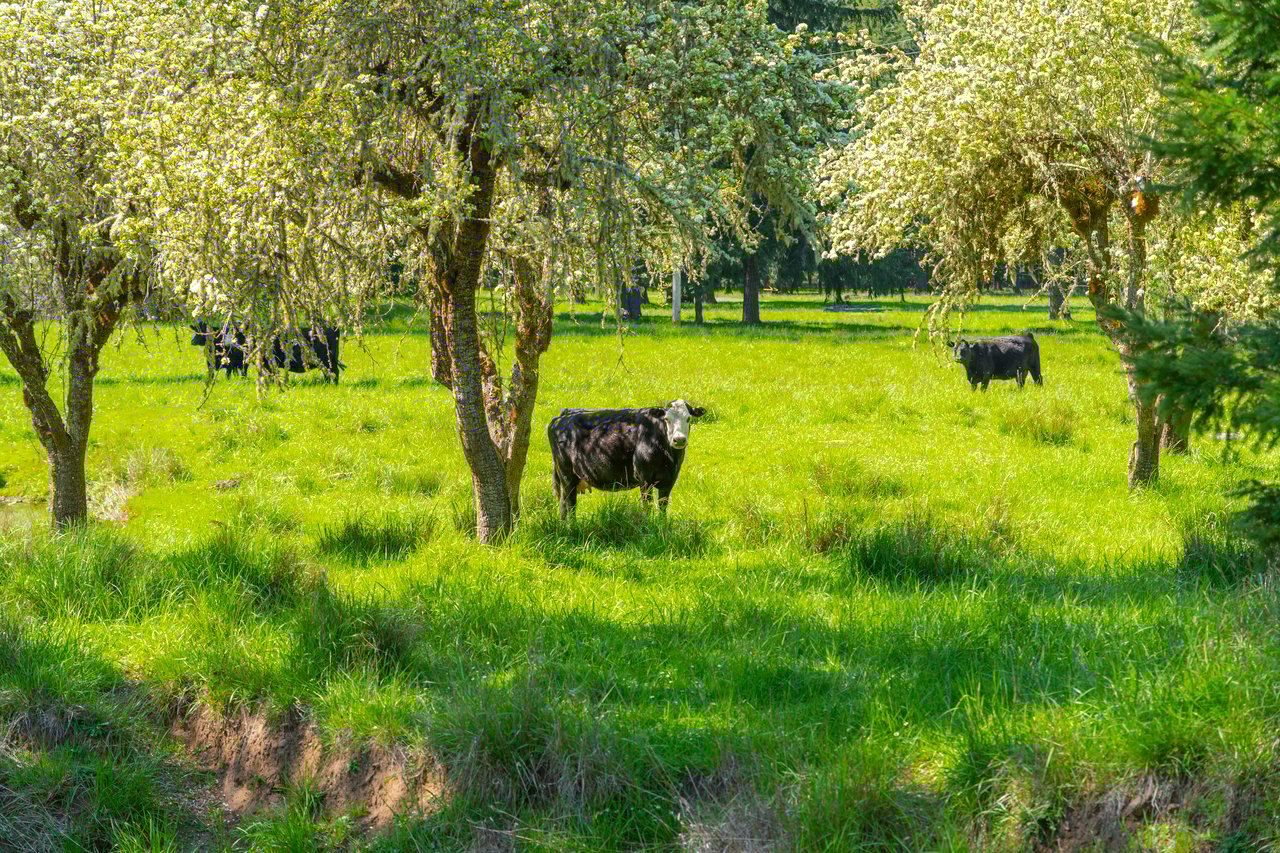 Mosby Creek Farm & Forest