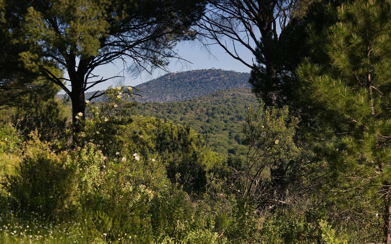 Forest City