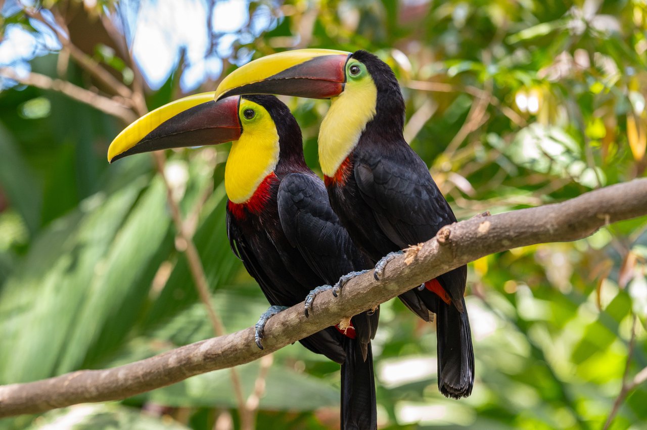 Los Sueños 3 #6 | Prime Tamarindo Value | Turnkey 3-Bed Condo with Private Deck, Pool & Strong Rentability