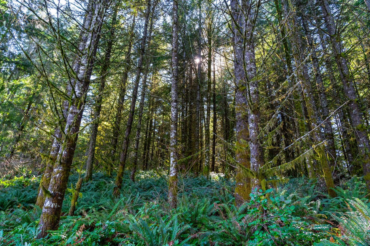 Marion Woods - Auction