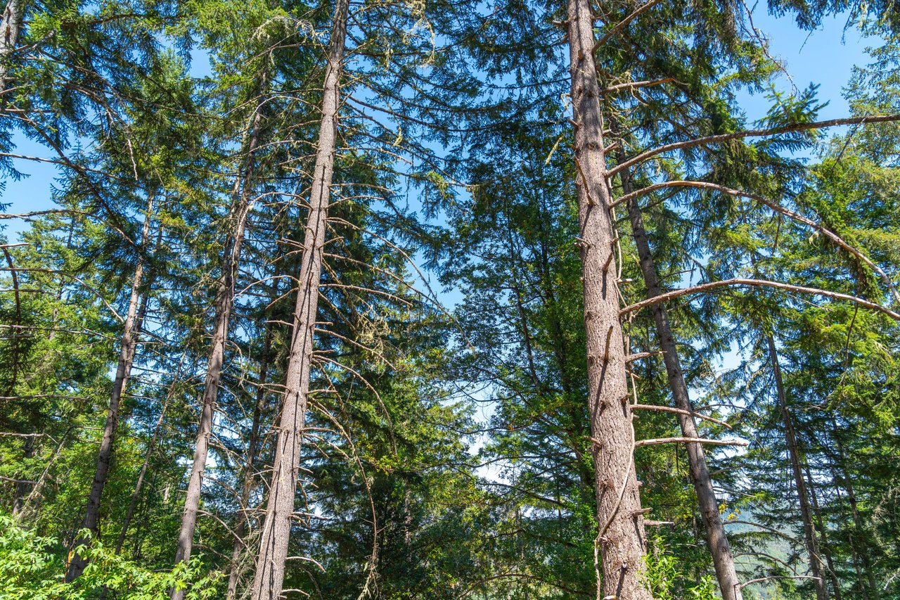 STRICKLAND BOULDER FOREST