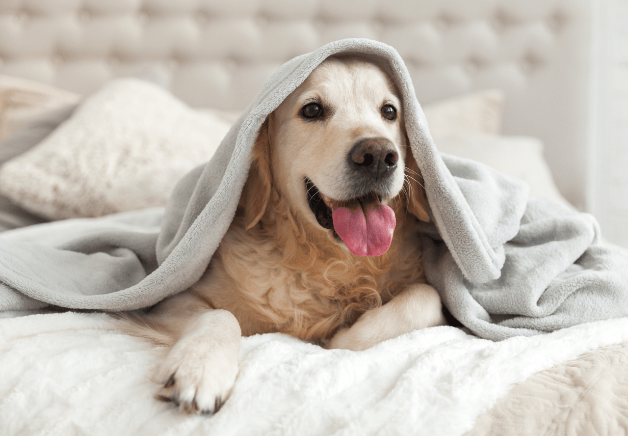 The Christie's Gift Guide | For the Pet Lover: Ft. Estate Agent, Castara