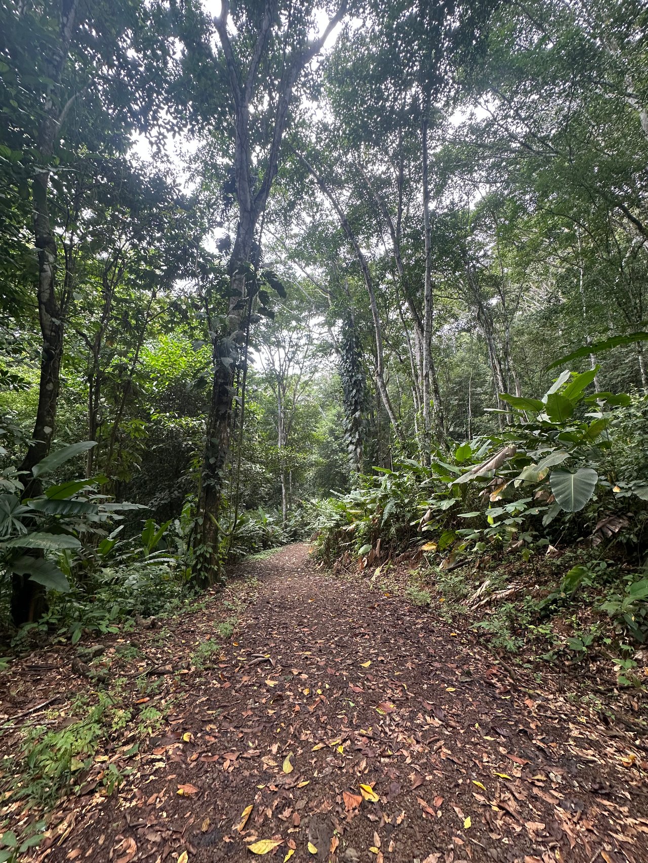 Jungle Oasis with River Frontage Near Dominical – 5.2 Acres of Pure Nature