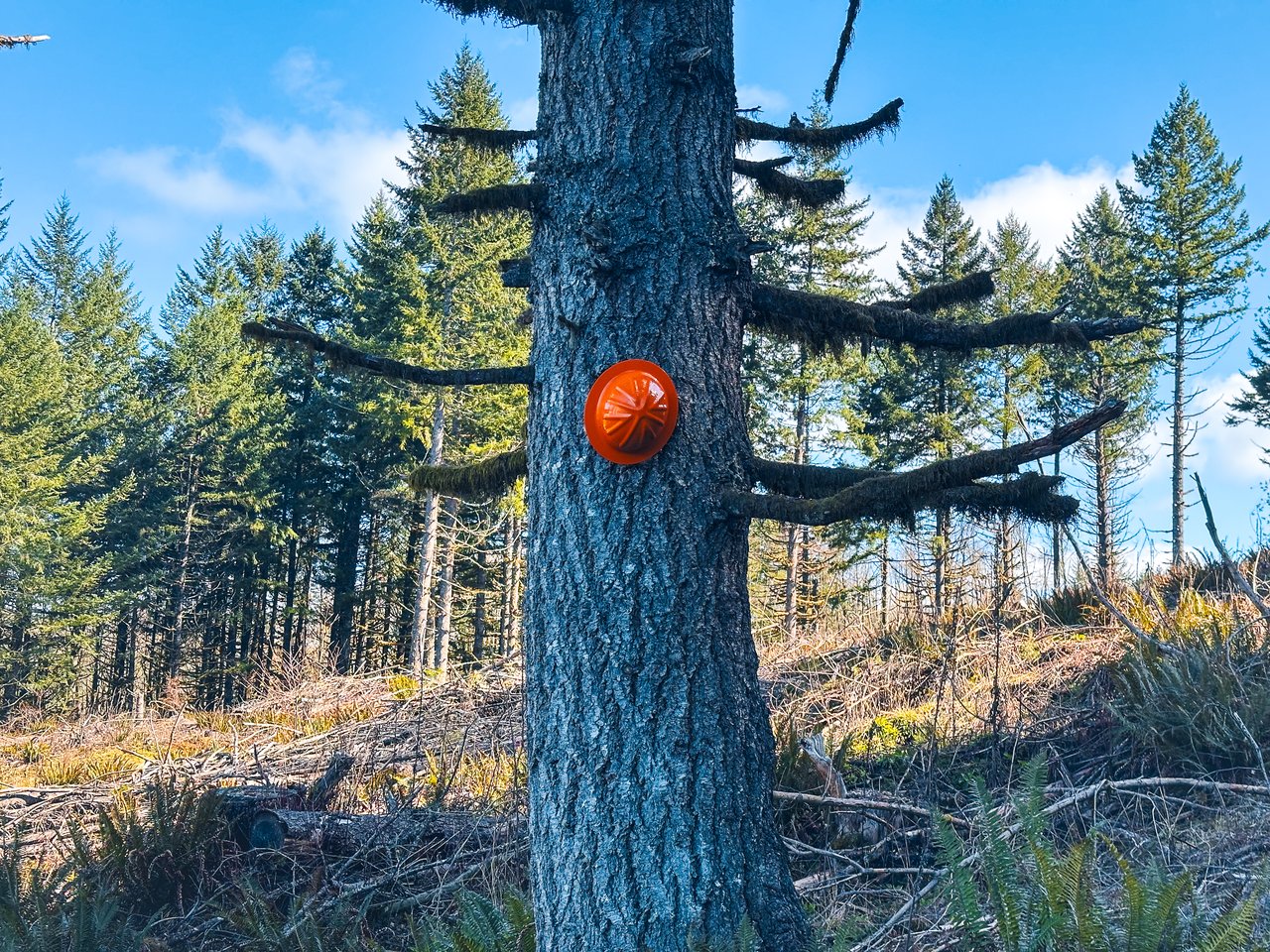 Marion Woods - Auction