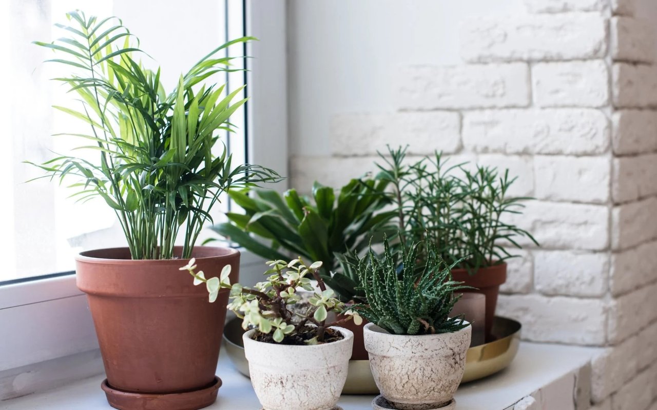 4 Houseplants That Will Thrive for Decades, According to Gardening Experts