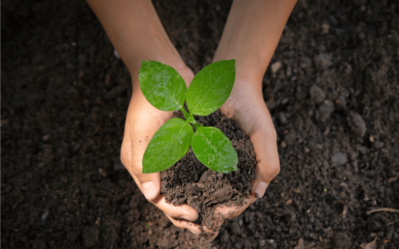 Grow Your Investment with Trees in The Jersey Shore