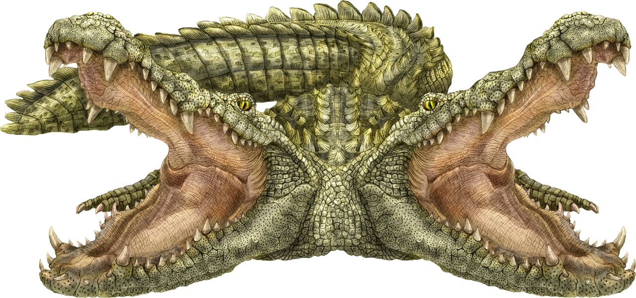 digital drawing of a two headed alligator 