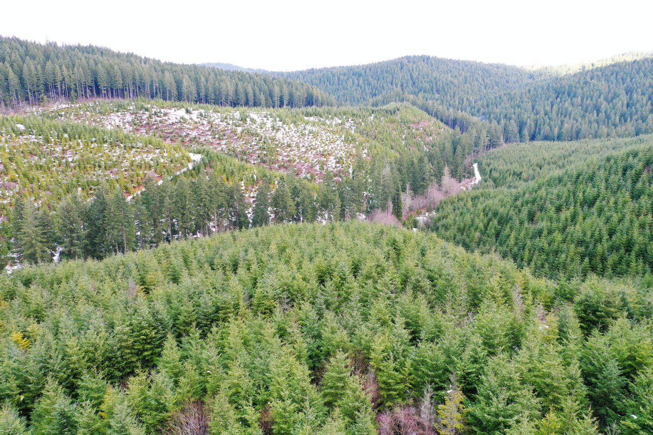ARC Woods
