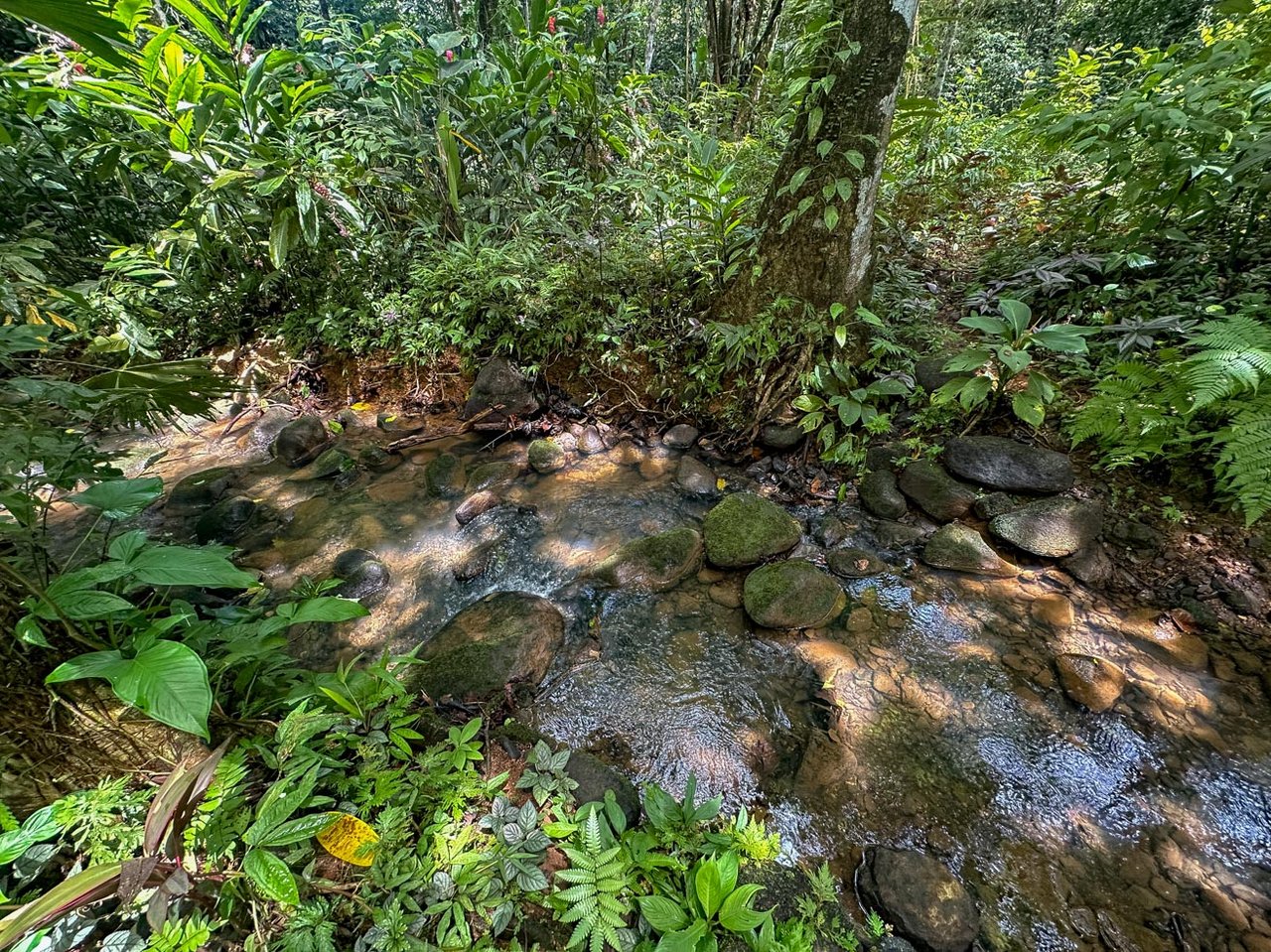 Ojochal Jungle Retreat for Sale with River, Pool, and Income-Generating Casitas