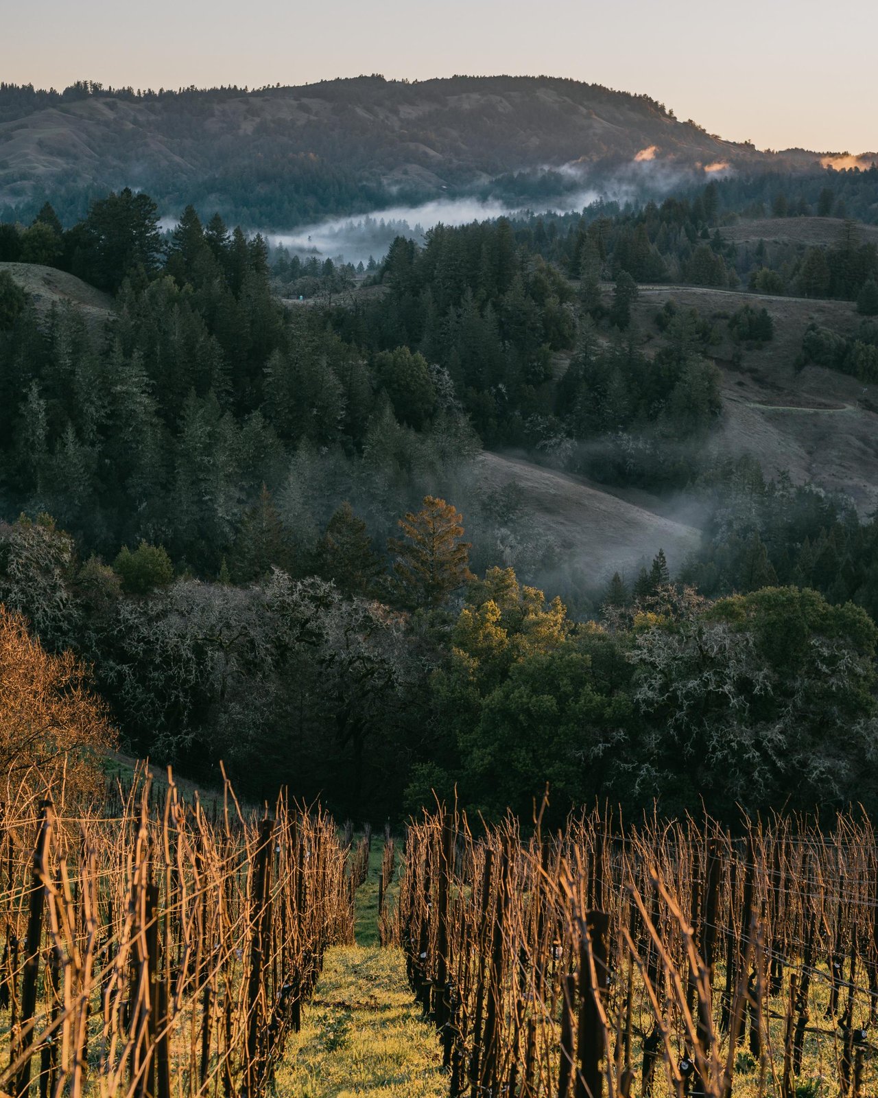 8 Reasons Why Winter Is a Great Time to Visit Sonoma Wine Country