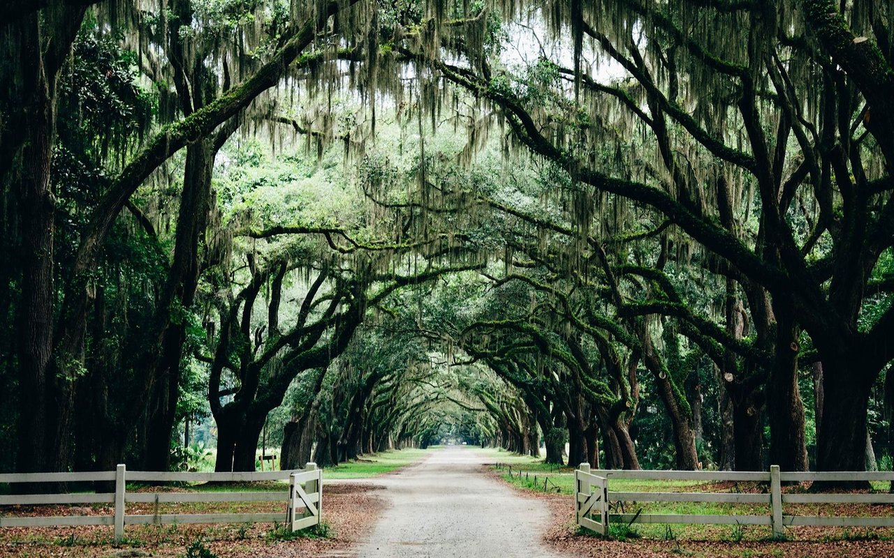 Gravel road beneath moss-draped live oaks, framed by white fences.