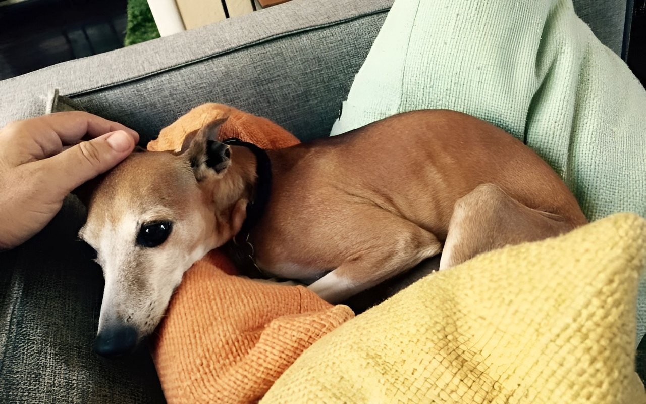 Tan dog curled on a sofa among colorful cushions while being petted.