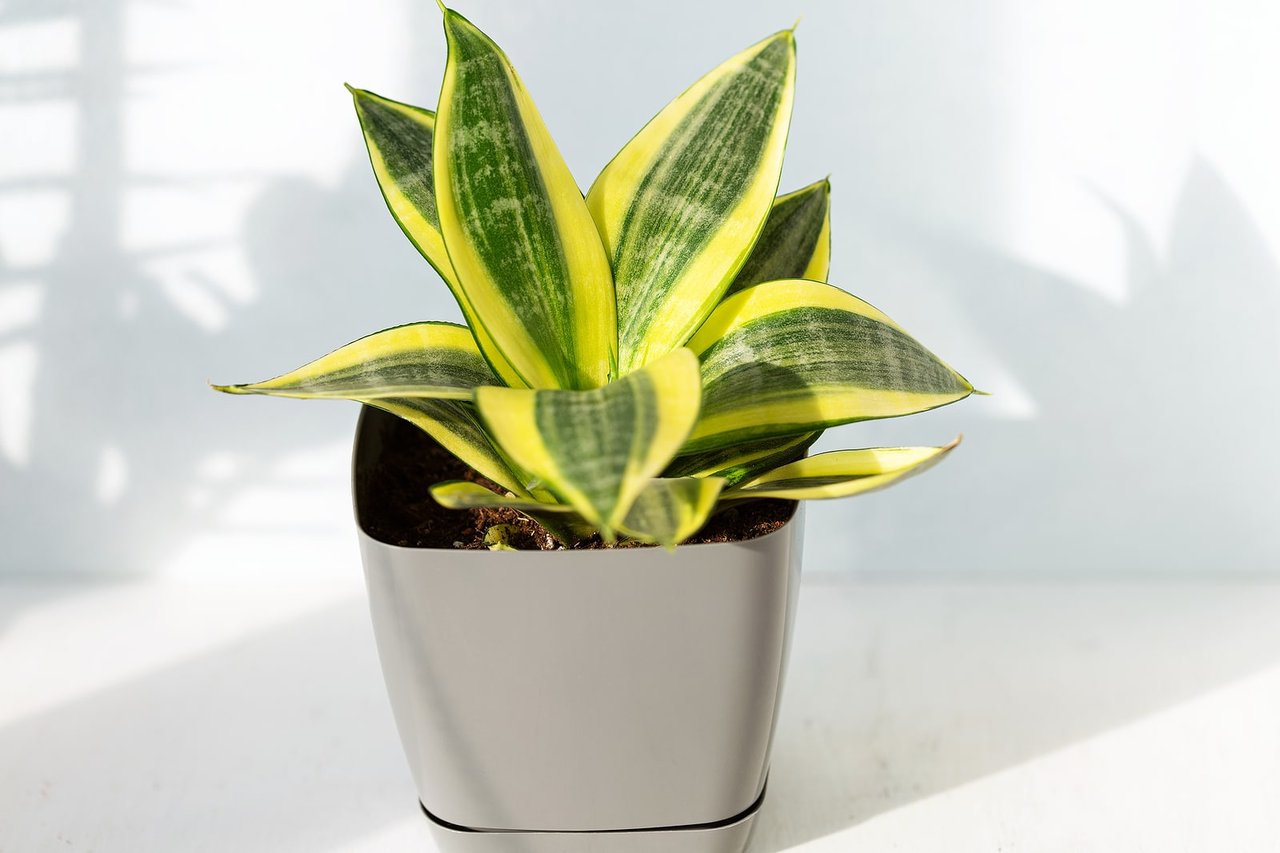 4 Hard-to-Kill Houseplants
