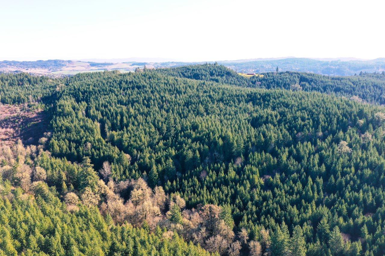 Liberty Forest Auction