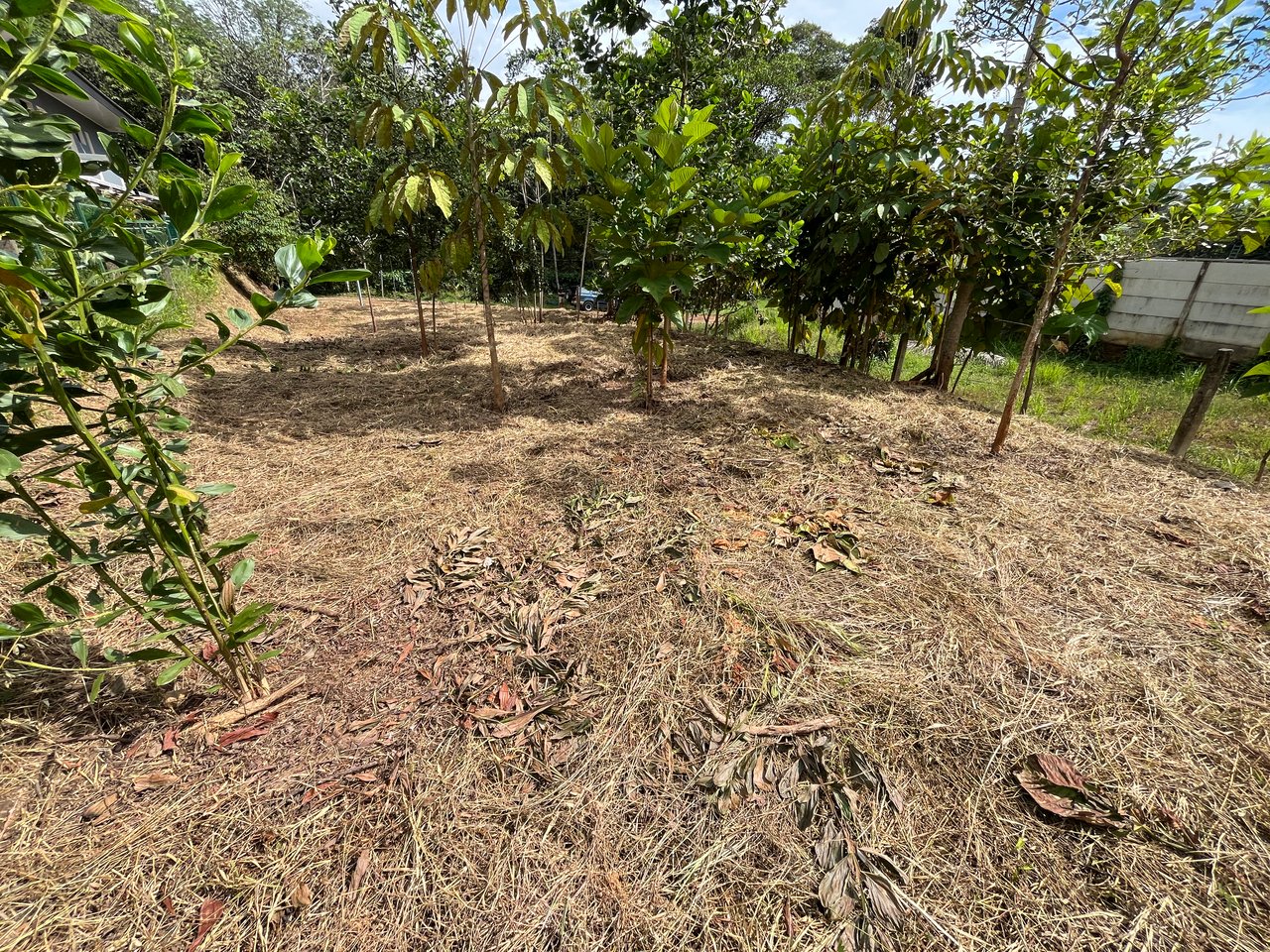 Affordable Uvita Lot UNDER $200-per-sqm - Perfect for Your Dream Home or Airbnb Investment