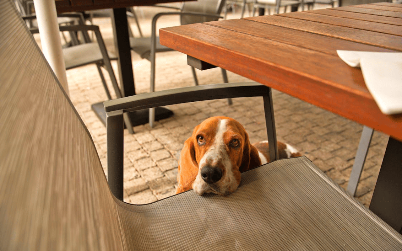 Pet-Friendly Restaurants in Jersey City, NJ