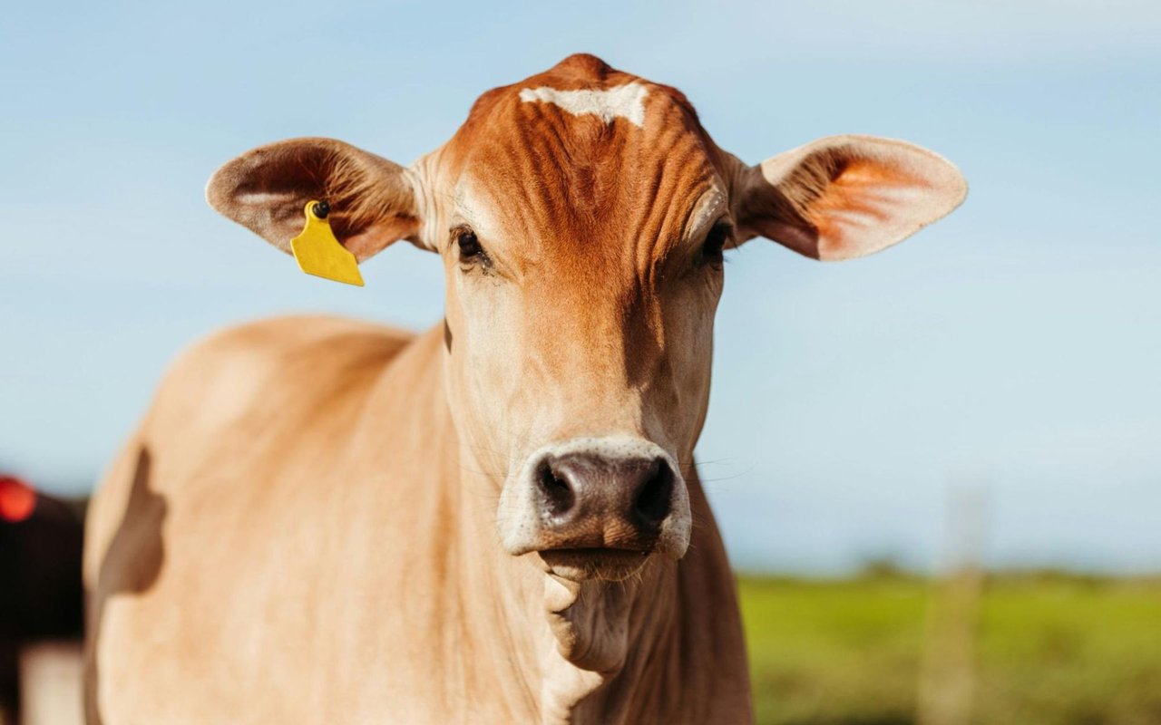 5 Things to Know Before Buying Cattle Land in Texas