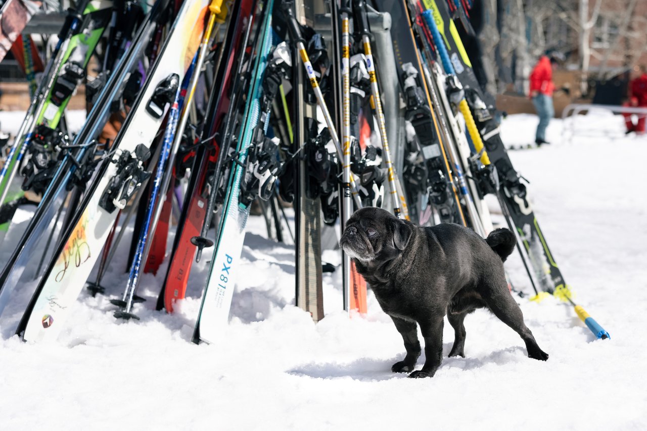 The Ultimate Guide To Pet-Friendly Park City
