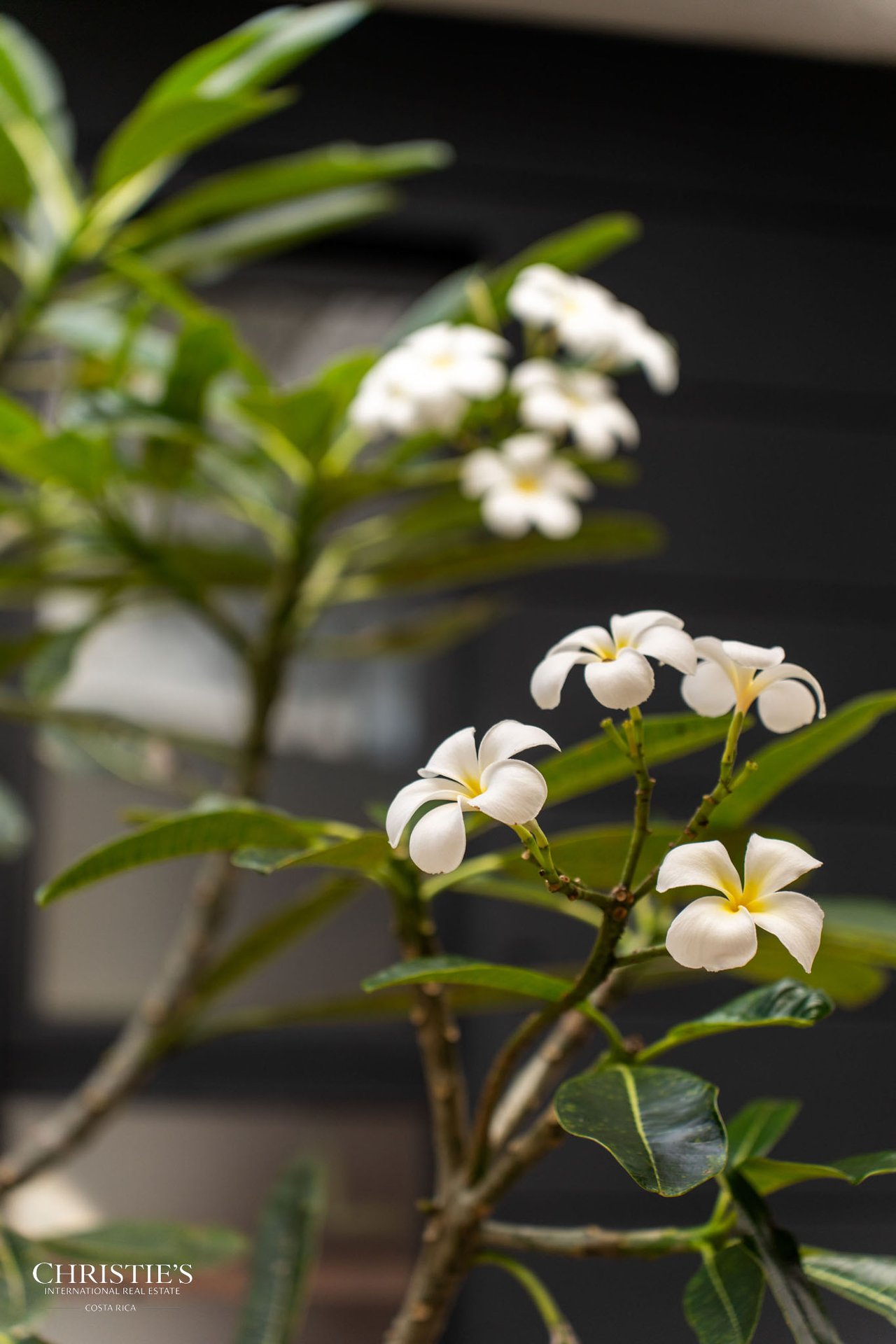 Casa Lola – Contemporary Beachside Oasis in Playa Grande