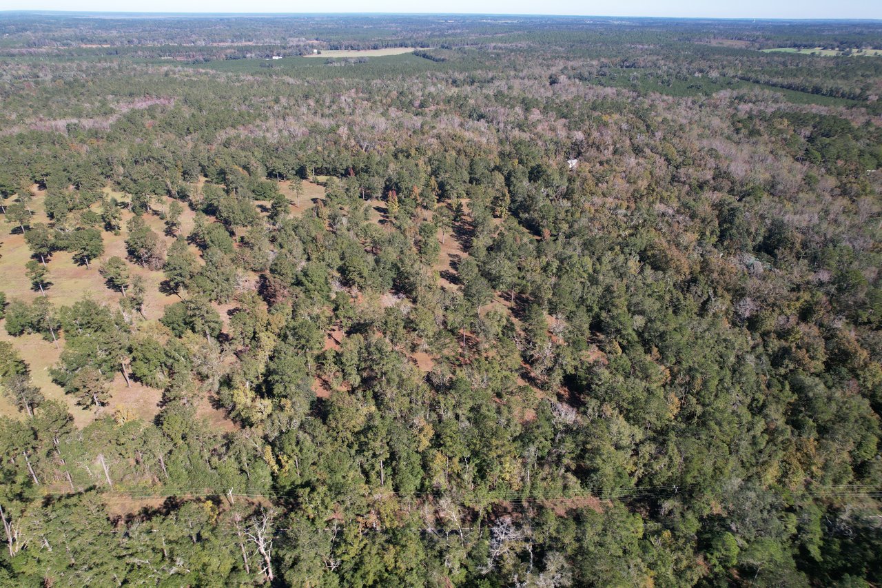 Aerial view of a vast, dense forest with a mix of green and brown trees, extending to the horizon under a clear blue sky. Tranquil and expansive.