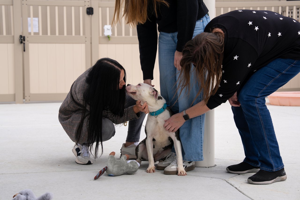 Three women pet and kiss a seated white dog at an animal shelter.