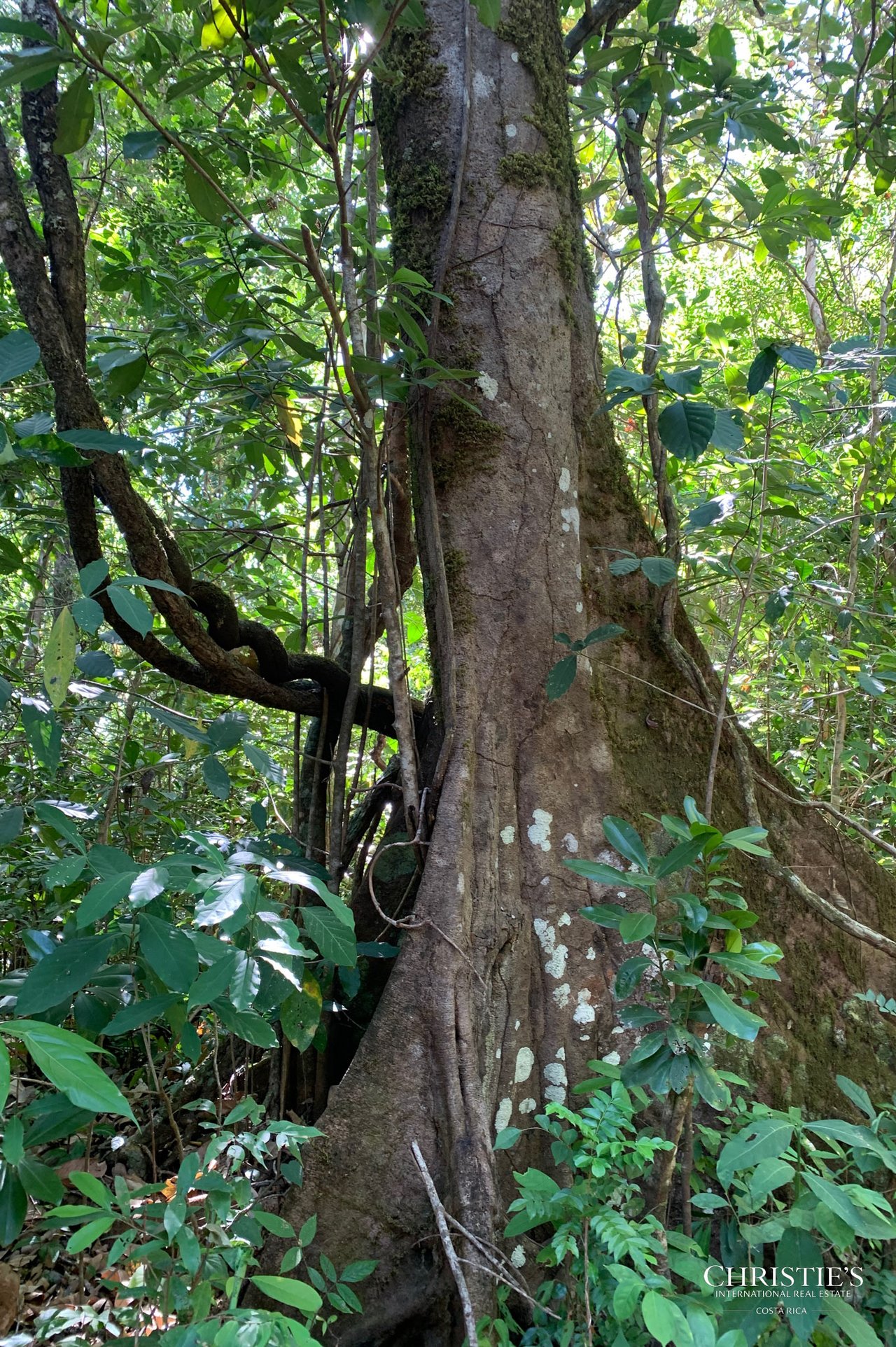 Finca Naranjalito