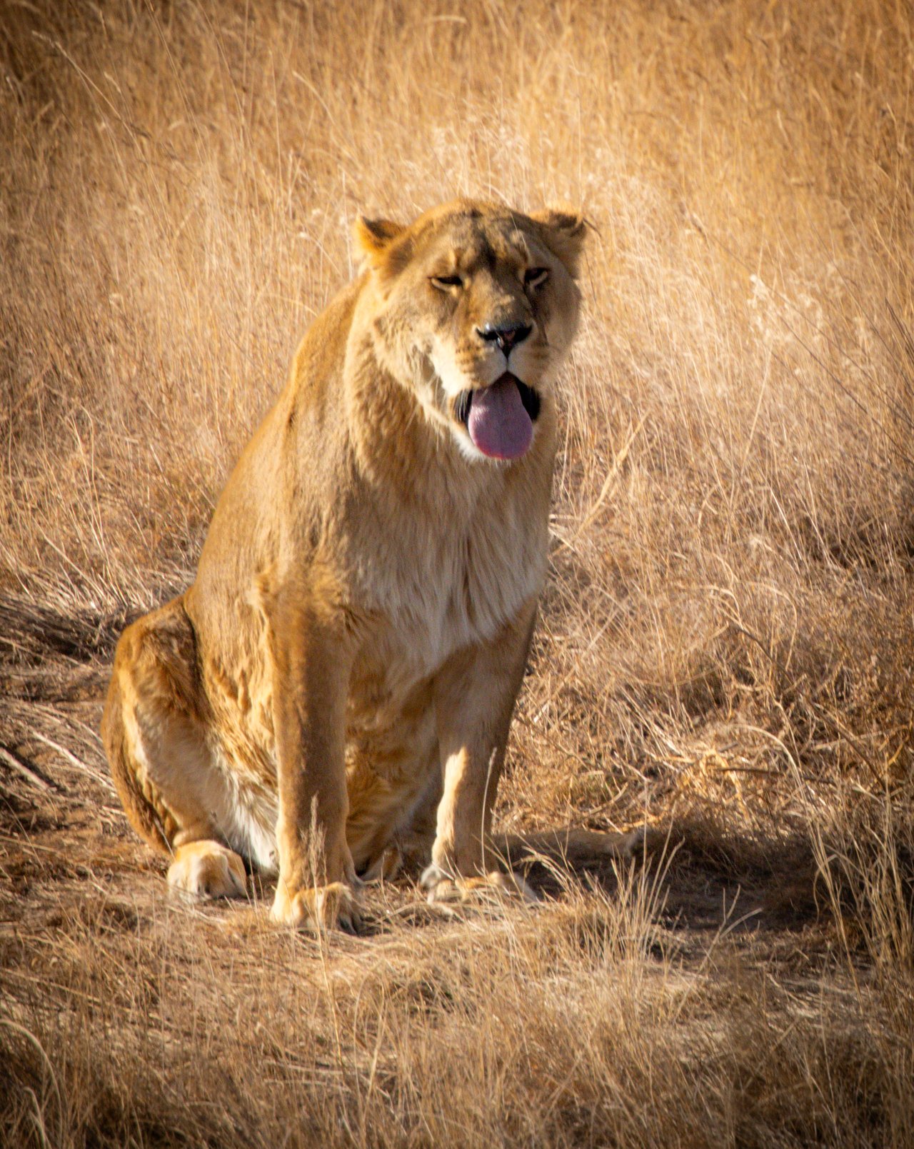Into the Wild: Monica Breckenridge’s Unforgettable Journey at The Wild Animal Sanctuary Subtitle