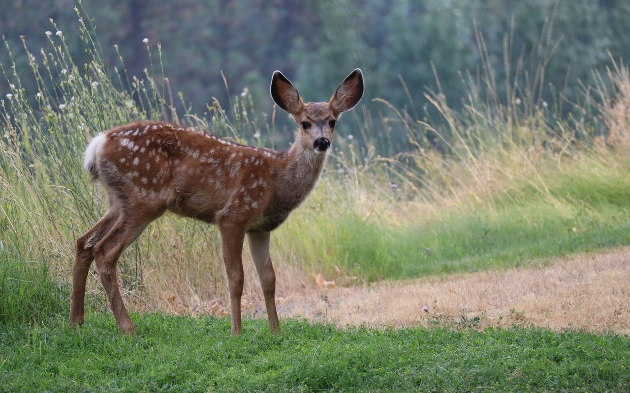 Deer Springs - Hideout