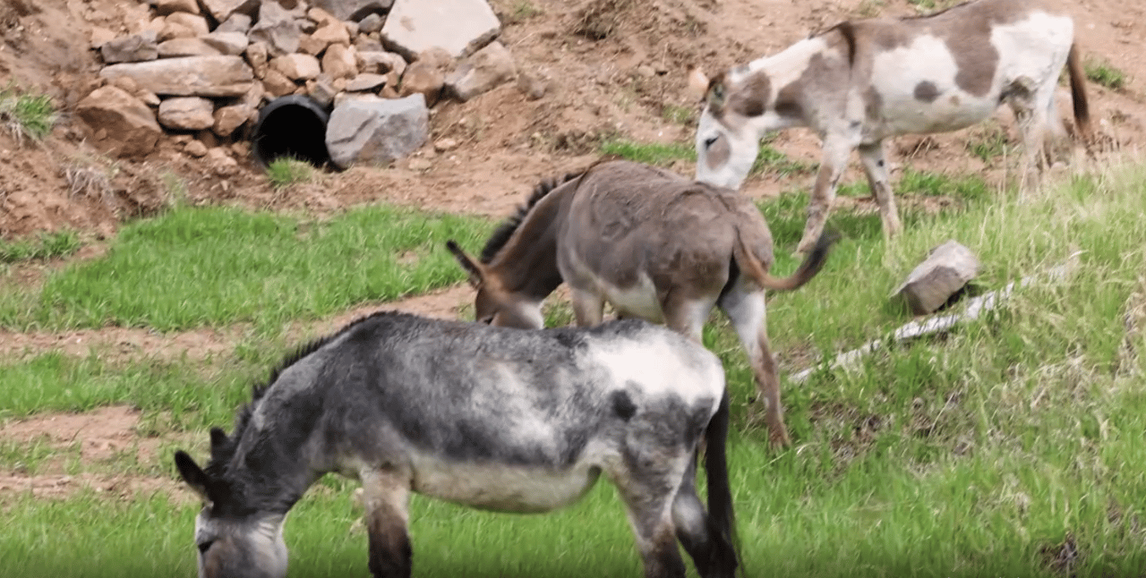 A Colorado Classic: Inside Cripple Creek’s Donkey Derby Days