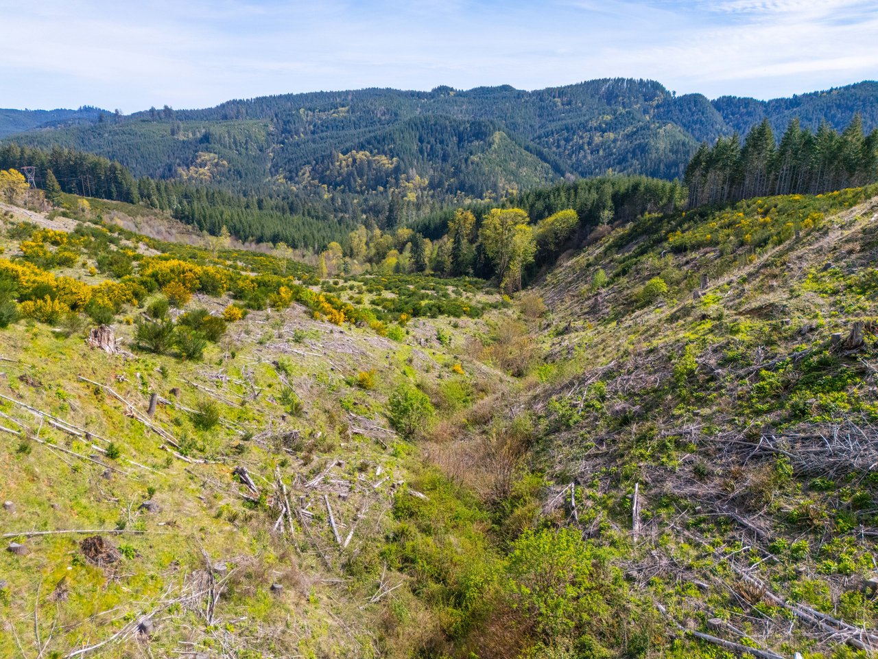 Walton Wild Woods