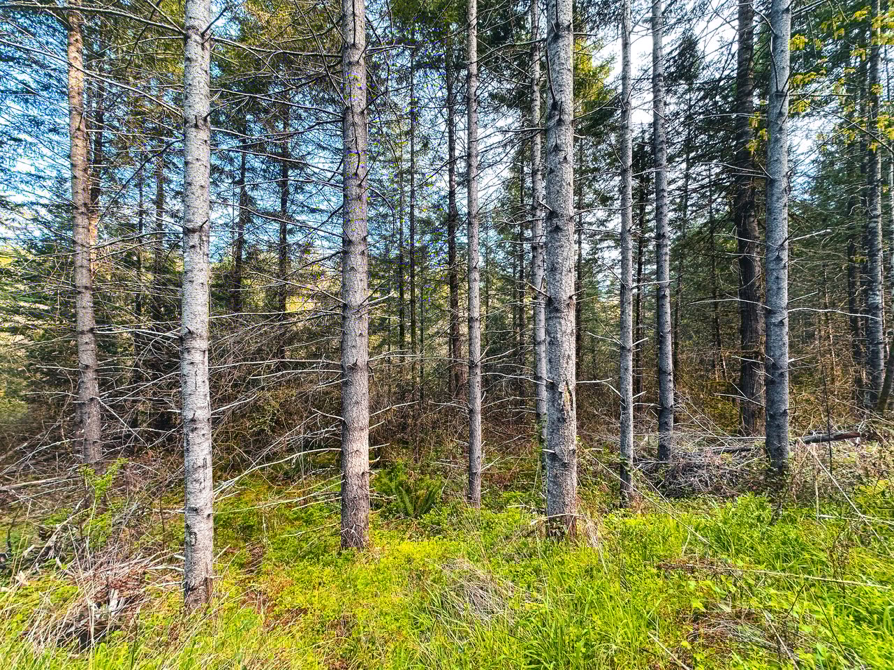 Liberty Forest Auction