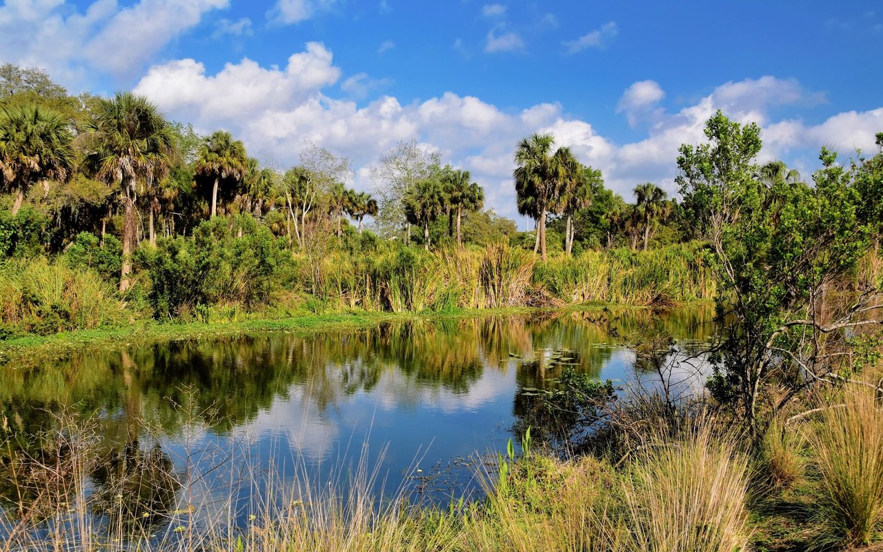Pond reflecting palm trees and grasses beneath a blue, cloud-filled sky.