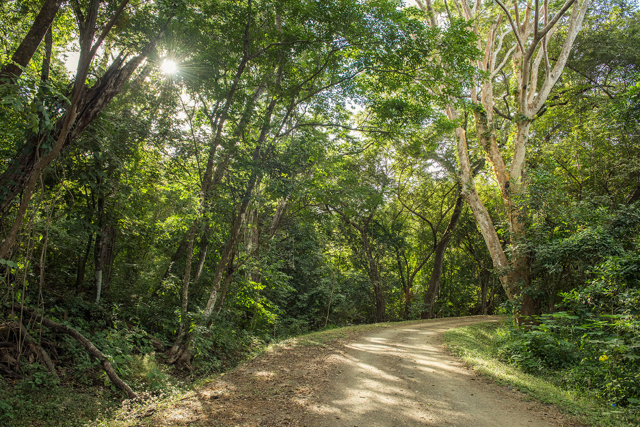 Laurel Residential forest-view lots