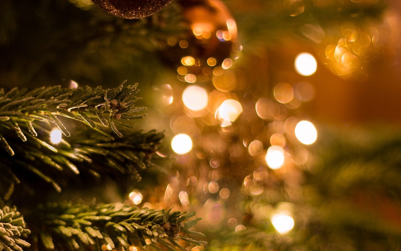 Caring for Live Trees in Six Easy Steps