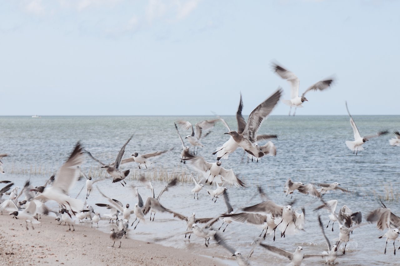 Gulls take flight over a sandy beach beside the ocean.