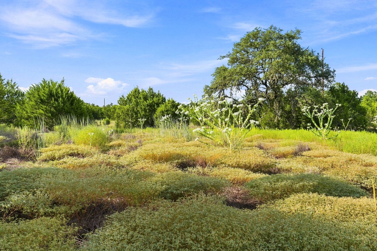 Open ranch land with flowering brush and a large spreading oak tree.