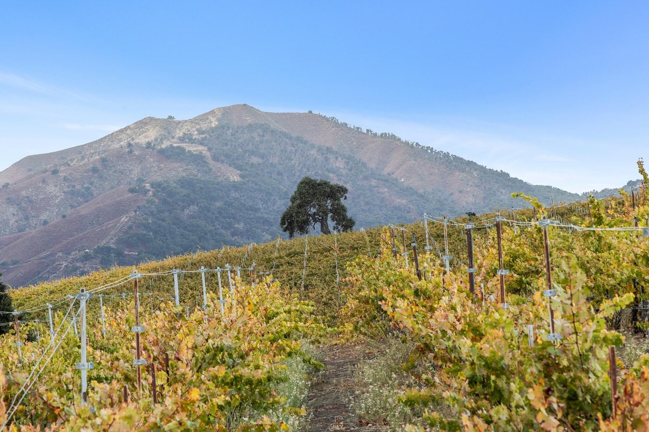 Rows of grapevines stretching across a hillside vineyard in Carmel Valley, Monterey County, California