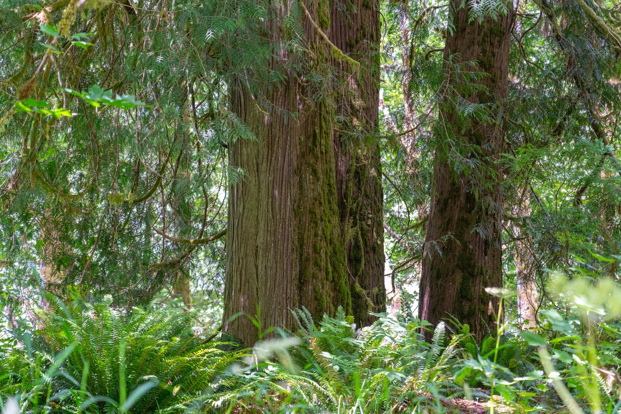 MILL CREEK FOREST