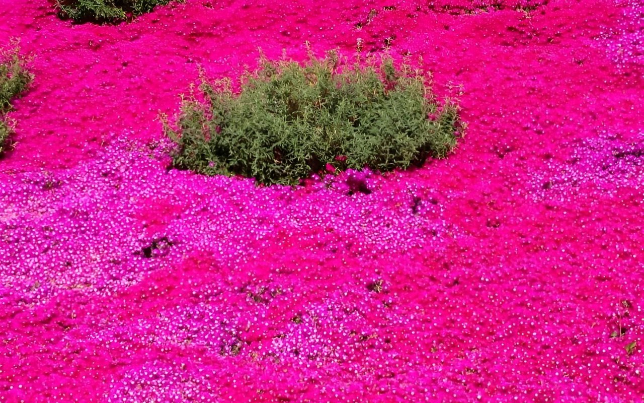 Bright pink wildflowers blanket the ground around a green roadside shrub.