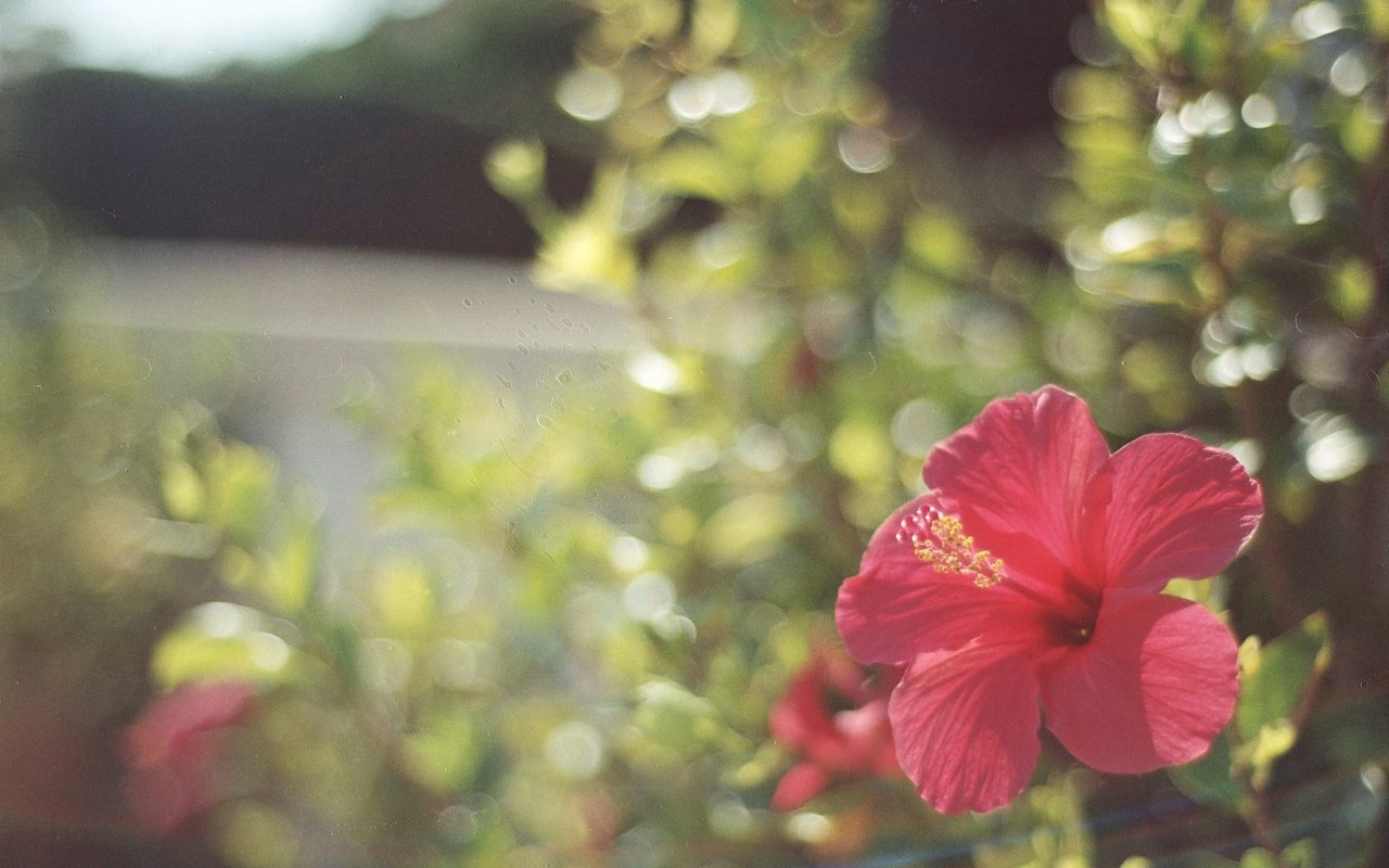 Top Landscaping Ideas for Oceanfront Properties in La Jolla