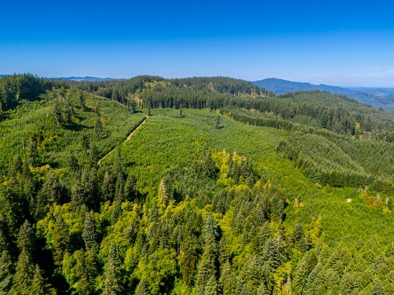 LINCOLN-HILLTOP TREEFARM Sealed Bid Offering 