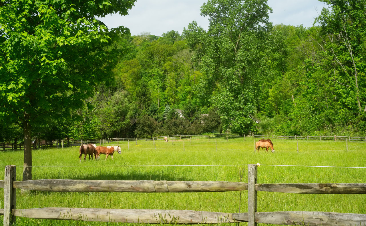 Horses grazing in a fenced green pasture beneath mature trees.