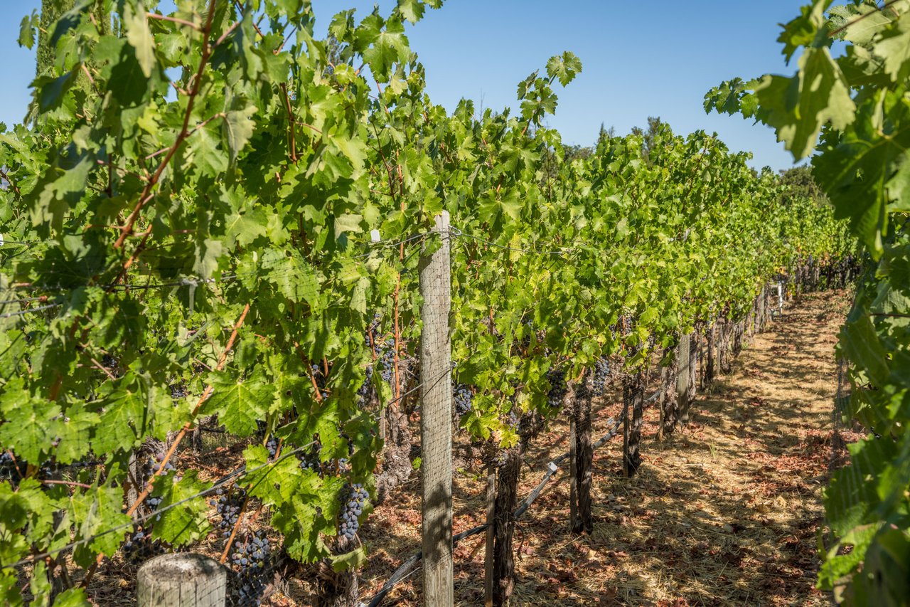 Oakville Vineyard Estate