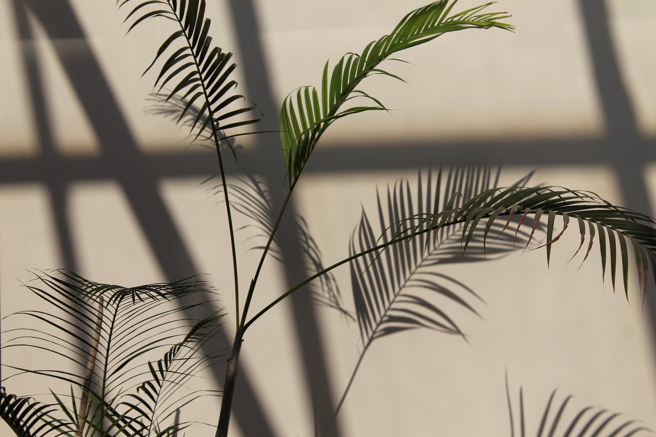 Form Image