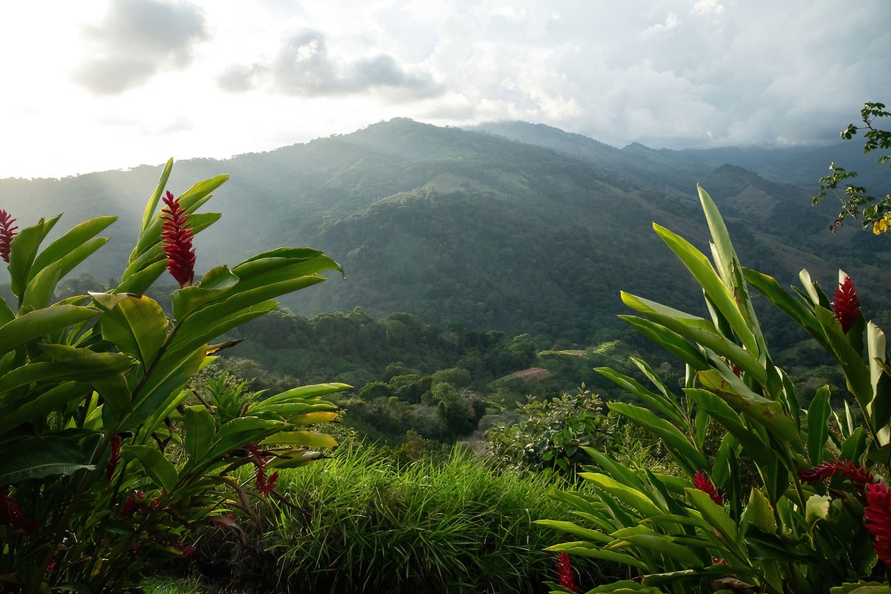 60 Hectares in Platanillo 